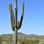 cactus-afilado-gigante-parque-cielo-azul_181624-49589