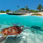 caraibi tartaruga